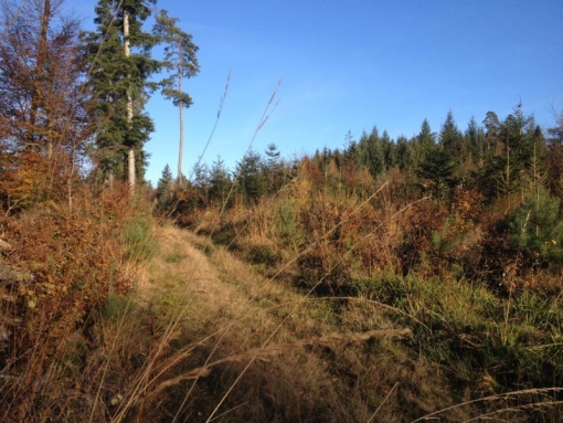 2014_11_08_herbstwald-1