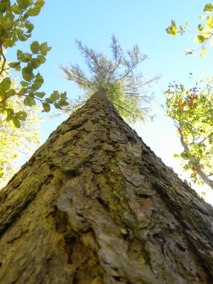 2015-10-04-laerchenkronen